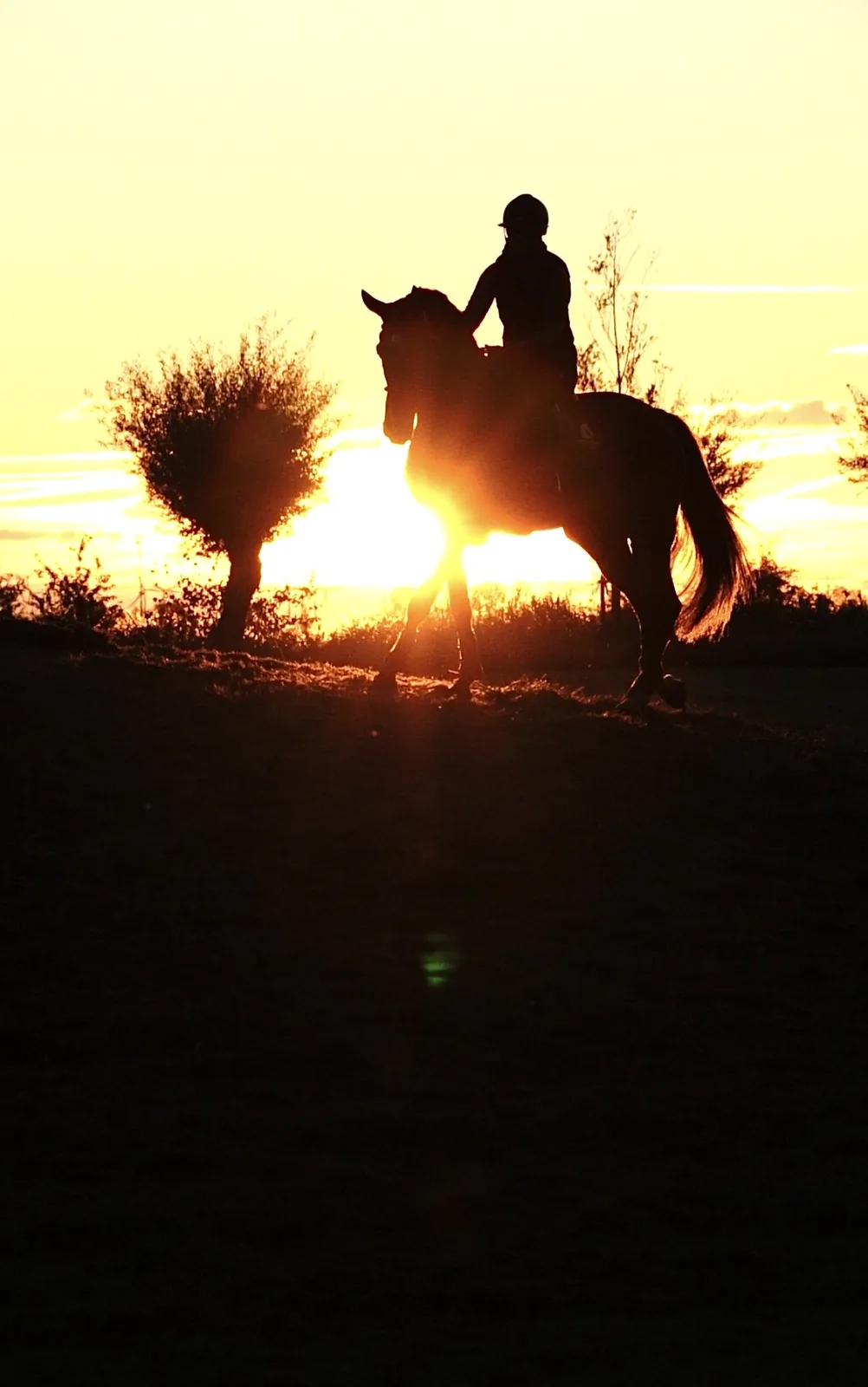 Linda and a horse silhouetted against the evening sun